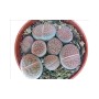 Mehrere Lithops Lebende Steine im Topf. Exotische Sukkulenten mit Muster.