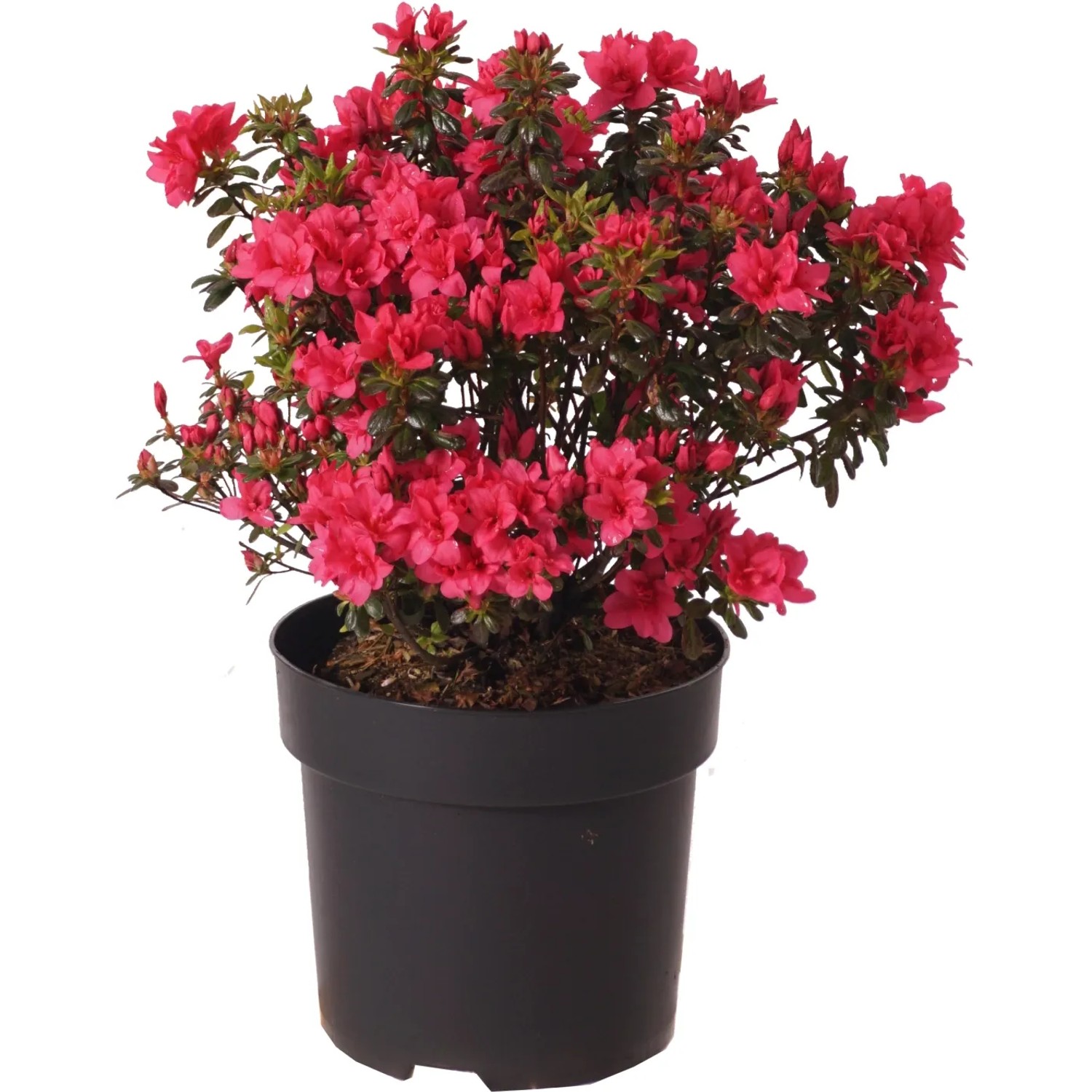 Japanische Azalee "Gislinde" Höhe ca. 30 cm Topf ca. 6 l Azalea jap.