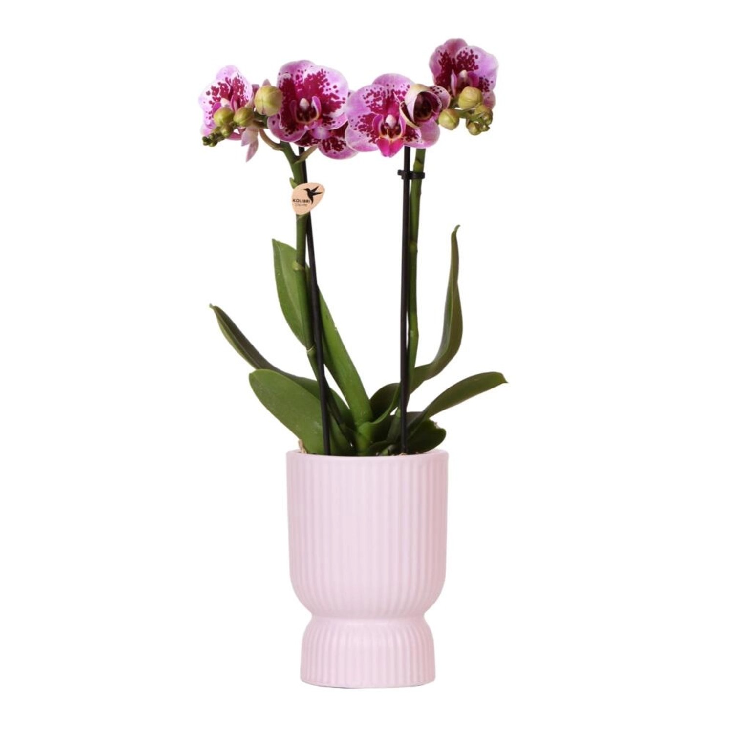 Kolibri Orchids Rosa Lila Phalaenopsis Orchidee El Salvador & Diabolo Pink Topfgröße 9cm