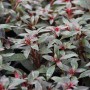 Dennerle Plants Aquariumpflanze Ludwigia Glandulosa mit grünen und roten Blättern.