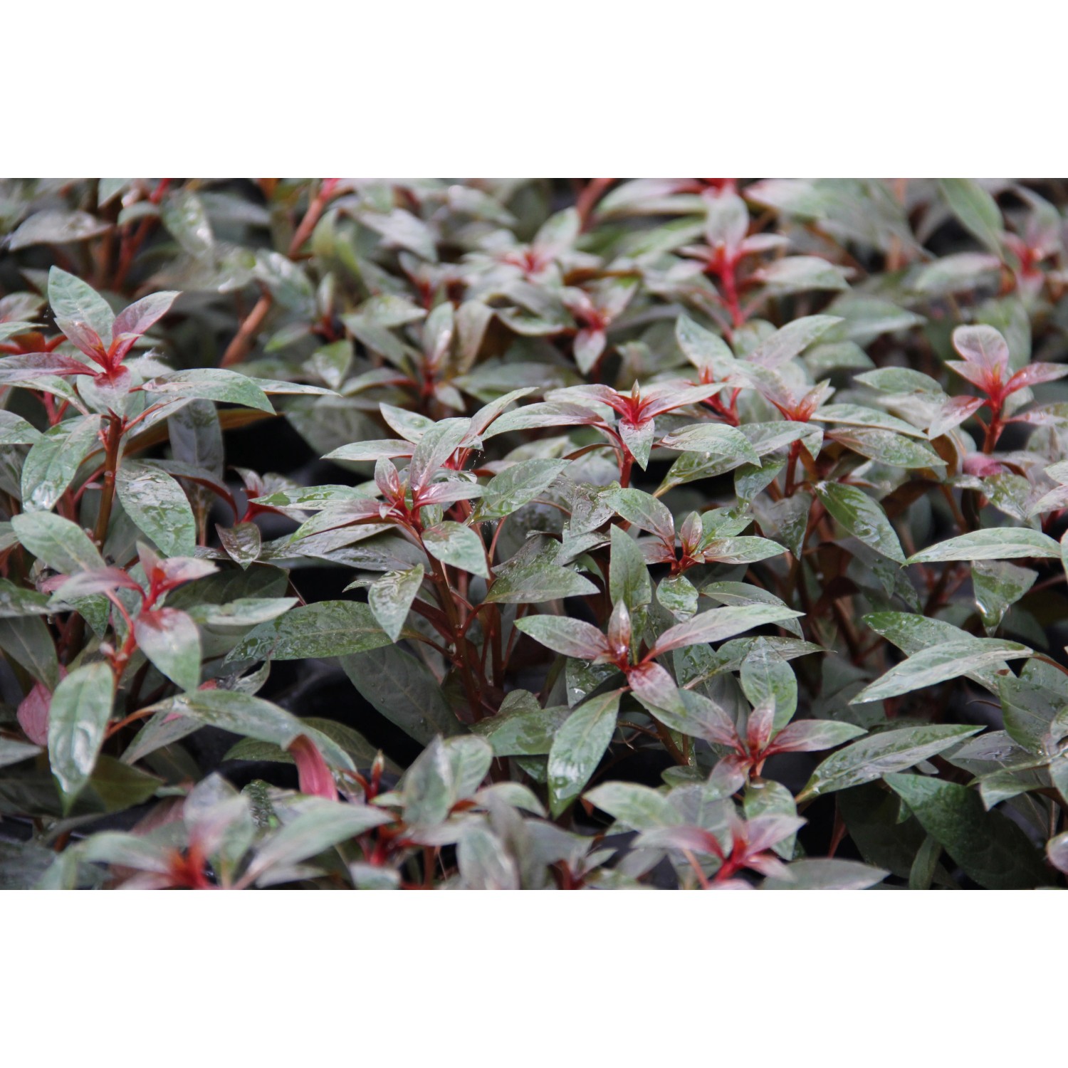 Dennerle Plants Aquariumpflanze Ludwigia Glandulosa mit grünen und roten Blättern.