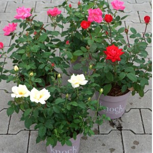 Knock Out Rosen in verschiedenen Farben (rot, rosa, weiß) im Topf, ca. 25-30 cm hoch.