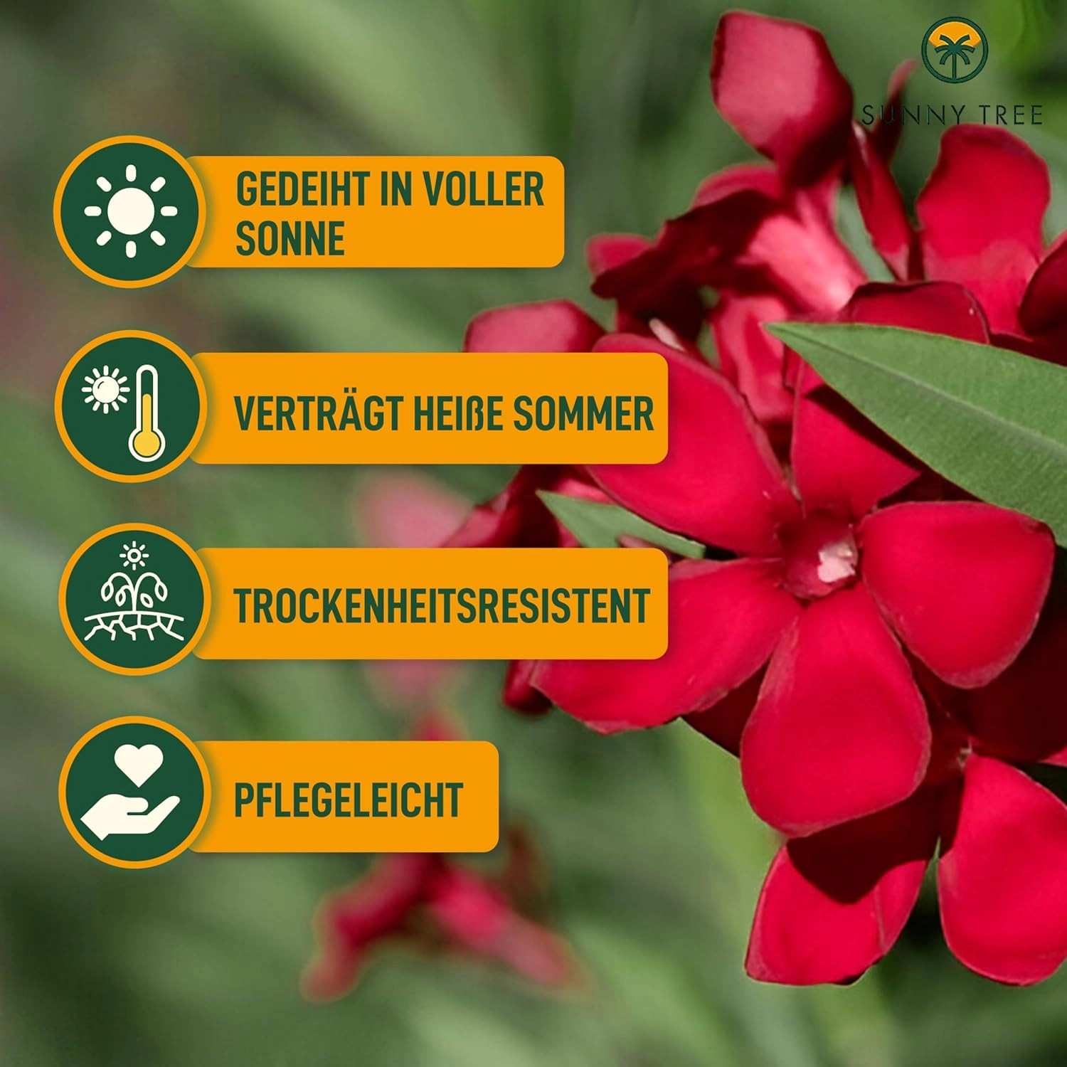 Nahaufnahme des roten Sunny-Tree Oleanders mit Hinweisen zu Sonne, Hitze, Trockenheit und Pflege.