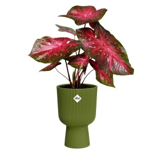 Elho Blumentopf Vibes Fold Coupe, Ø 30 cm, Grün, mit Pflanze. Geripptes Design, ideal für Innenräume.