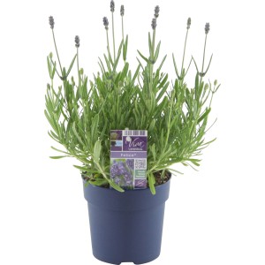 GROW by OBI Lavendel Felice im Topf, ca. 12 cm Ø. Duftende Gartenpflanze für Balkon und Terrasse.