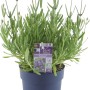 GROW by OBI Lavendel Felice im Topf, ca. 12 cm Ø. Duftende Gartenpflanze für Balkon und Terrasse.