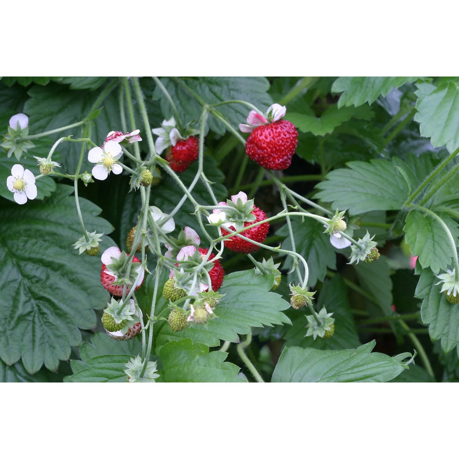 Blu Bio-Erdbeere Gourmet (Fragaria) mit roten Früchten und weißen Blüten.