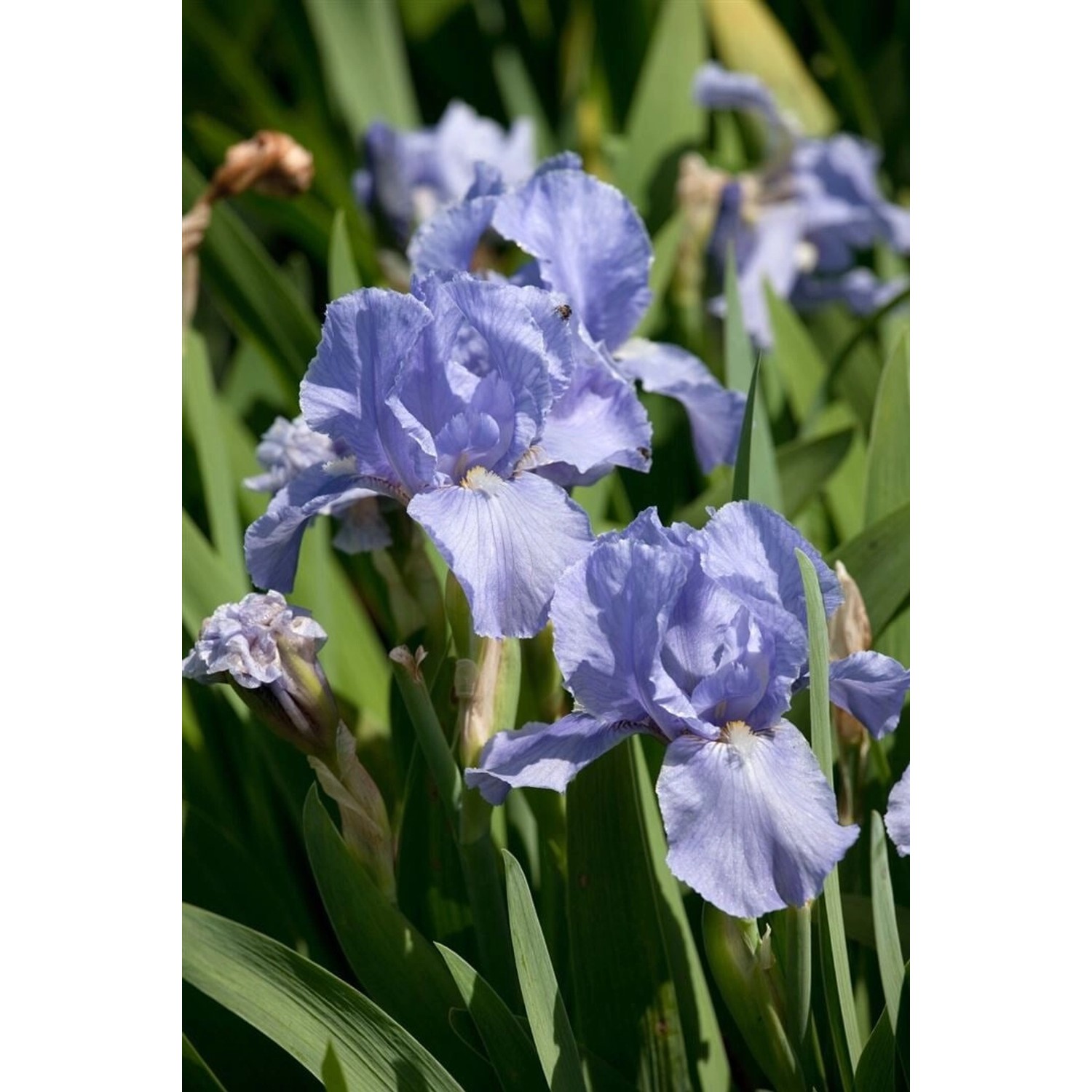 Iris X Barb.-Elat.'Az Ap' Schwertlilie Ca. 11x11 cm Topf günstig online kaufen