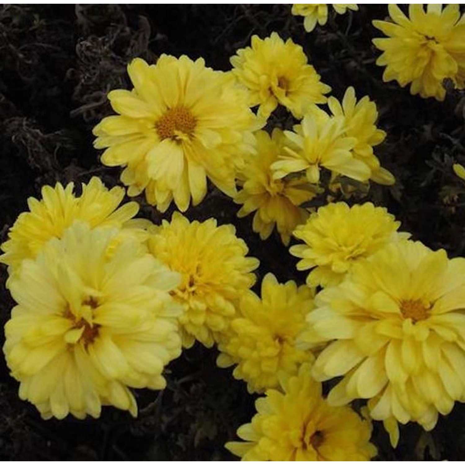 Winteraster Juno - Chrysanthemum hortorum günstig online kaufen