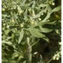 Nahaufnahme der Gartenstaude Wermut (Artemisia absinthium) mit grünen Blättern und gelben Blüten.