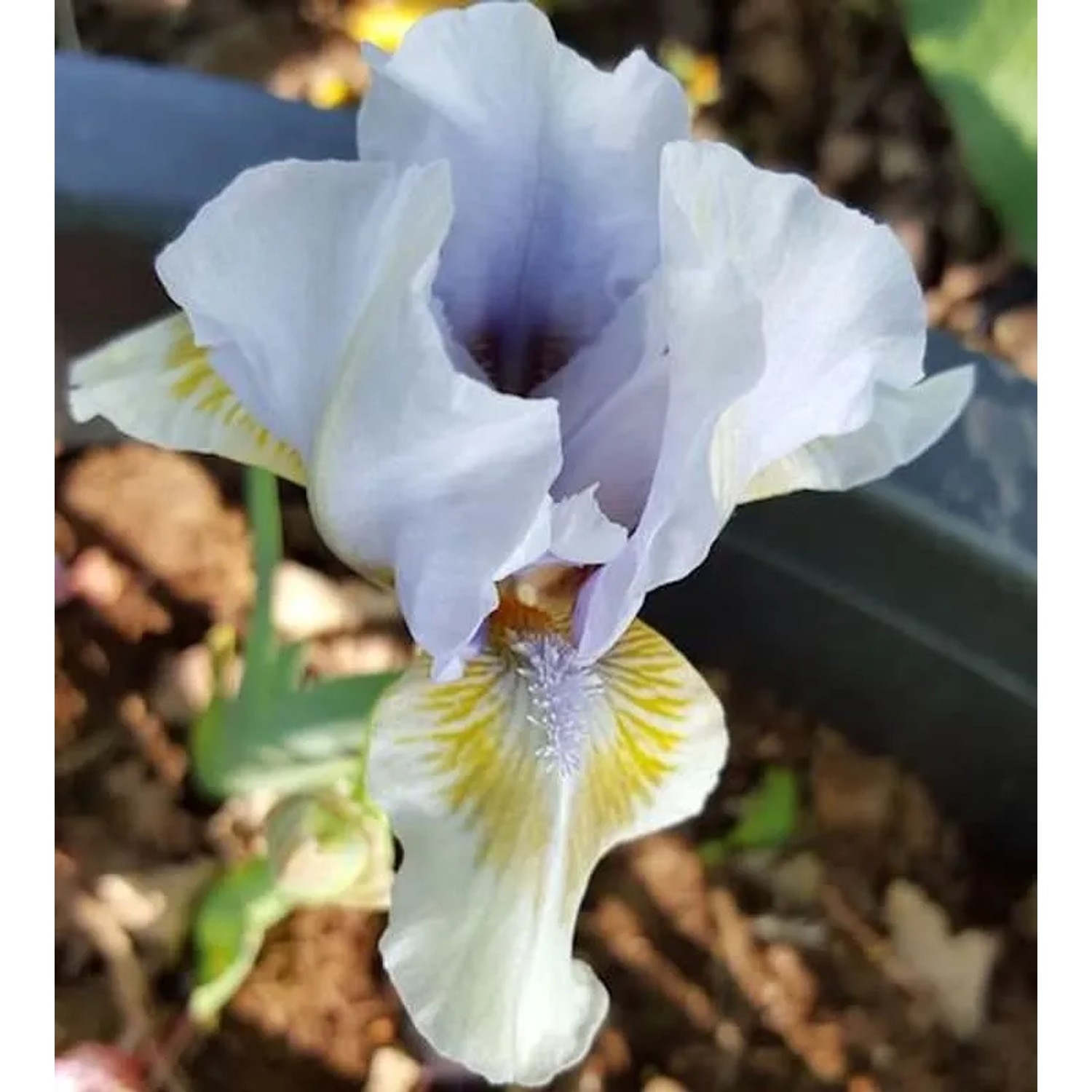 Zwergschwertlilie Alsterquelle - Iris barbata