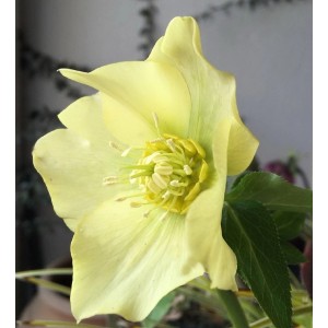 Nahaufnahme der Christrose 'Yellow Lady' (Helleborus orientalis) mit gelben Blütenblättern.