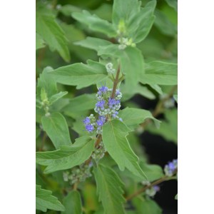 Nahaufnahme der Bartblume First Choice mit blauen Blüten und grünen Blättern.