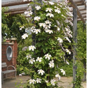 Blühende Waldrebe 'Joe' (Clematis) an Rankhilfe im Garten.
