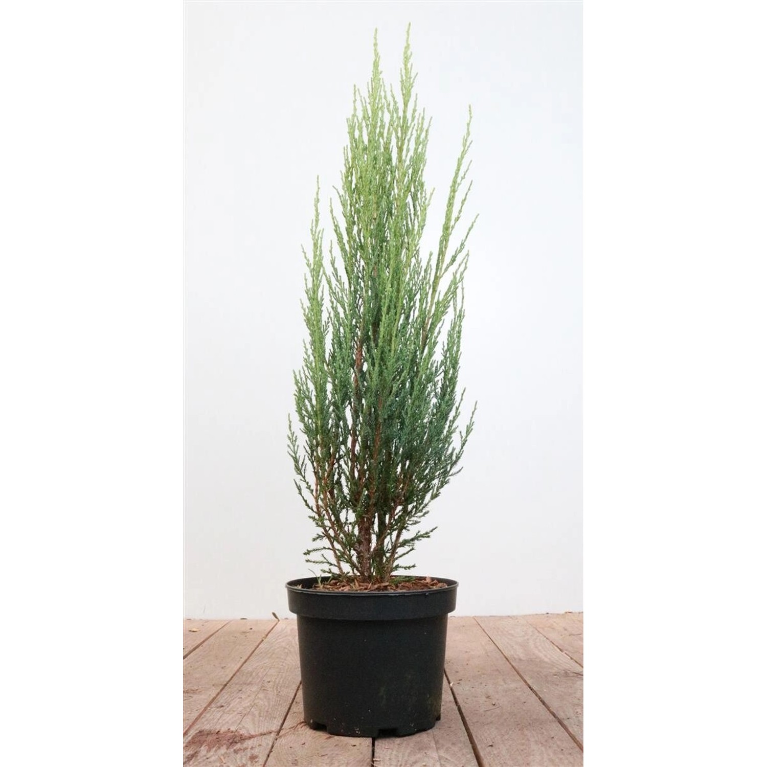 Juniperus Scopulorum Blue Arrow Säulenwacholder Blaugrün 40–60 cm günstig online kaufen