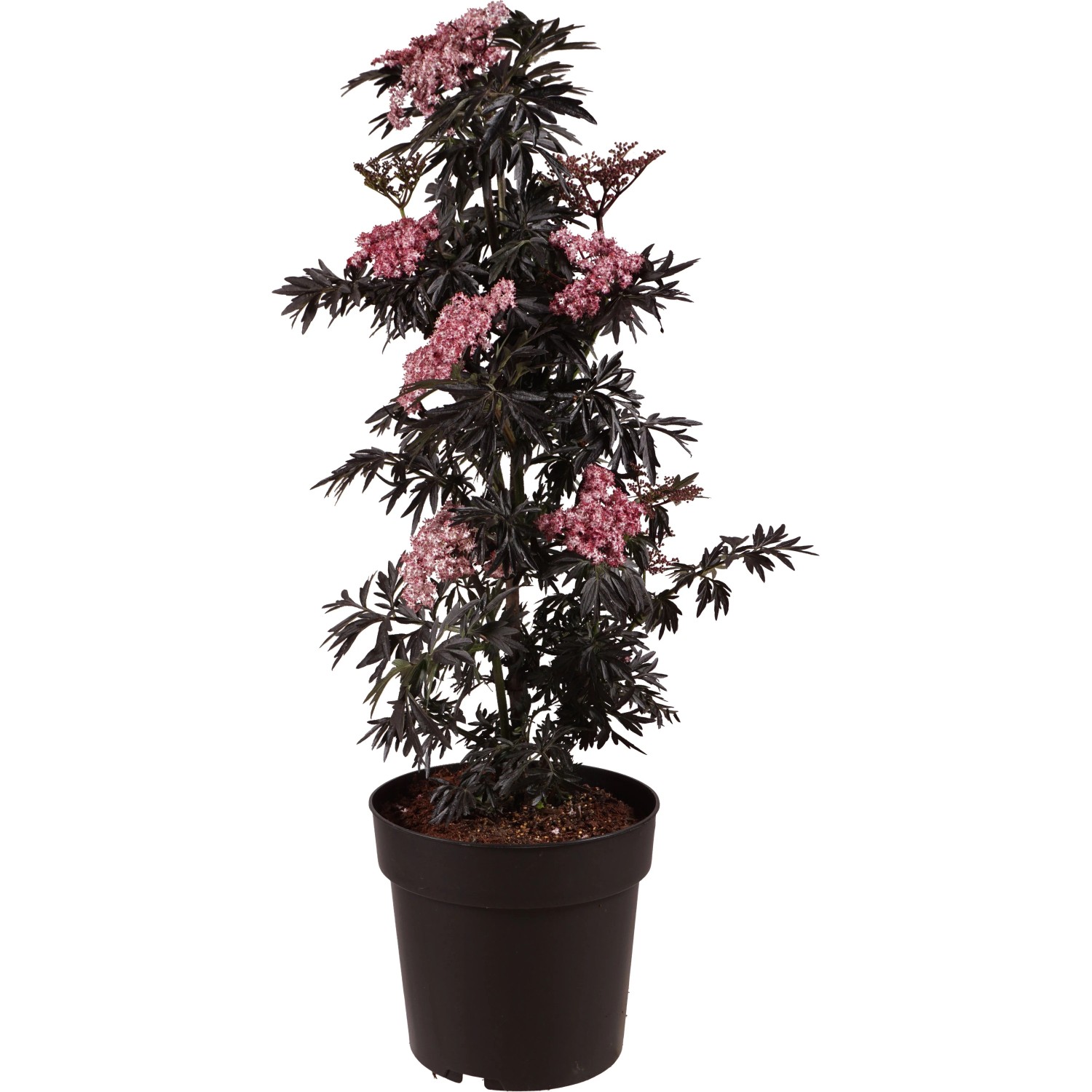 Holunder Laced Up Höhe ca. 50-60 cm Topf ca. 6, Sambucus nigra