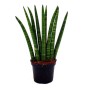 Exotenherz Sansevieria Cylindrica 3er Set im Topf, Bogenhanf Zimmerpflanze.