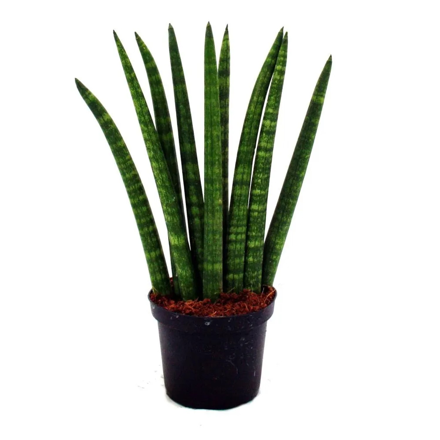 Exotenherz Sansevieria Cylindrica 3er Set im Topf, Bogenhanf Zimmerpflanze.