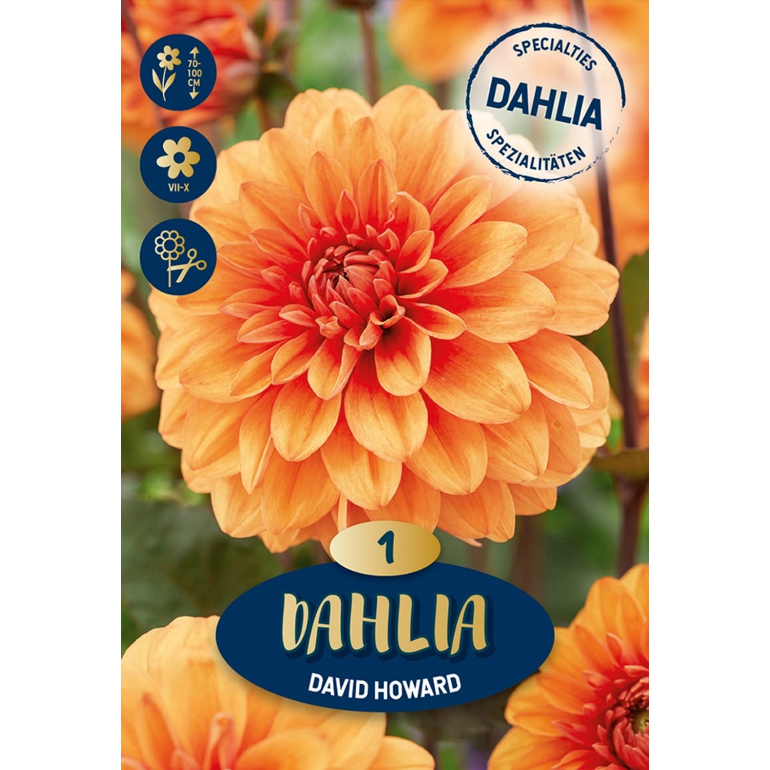 Dahlien "Bora Bora" RotGelb kaufen bei OBI