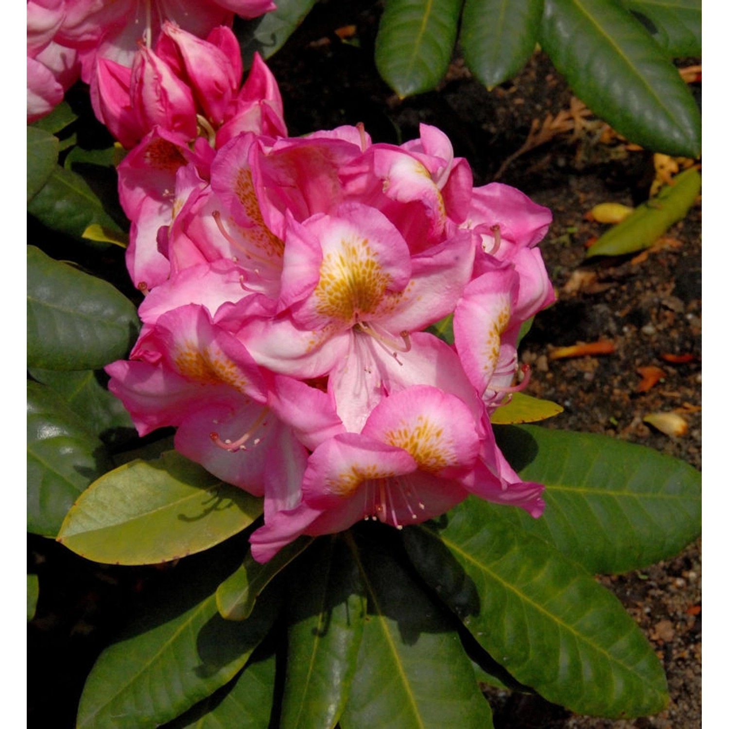 INKARHO - Großblumige Rhododendron Arkadius 25-30cm - Alpenrose günstig online kaufen