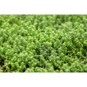 Nahaufnahme von Sedum Acre Mauerpfeffer, einem grünen Bodendecker im 9x9 cm Topf.