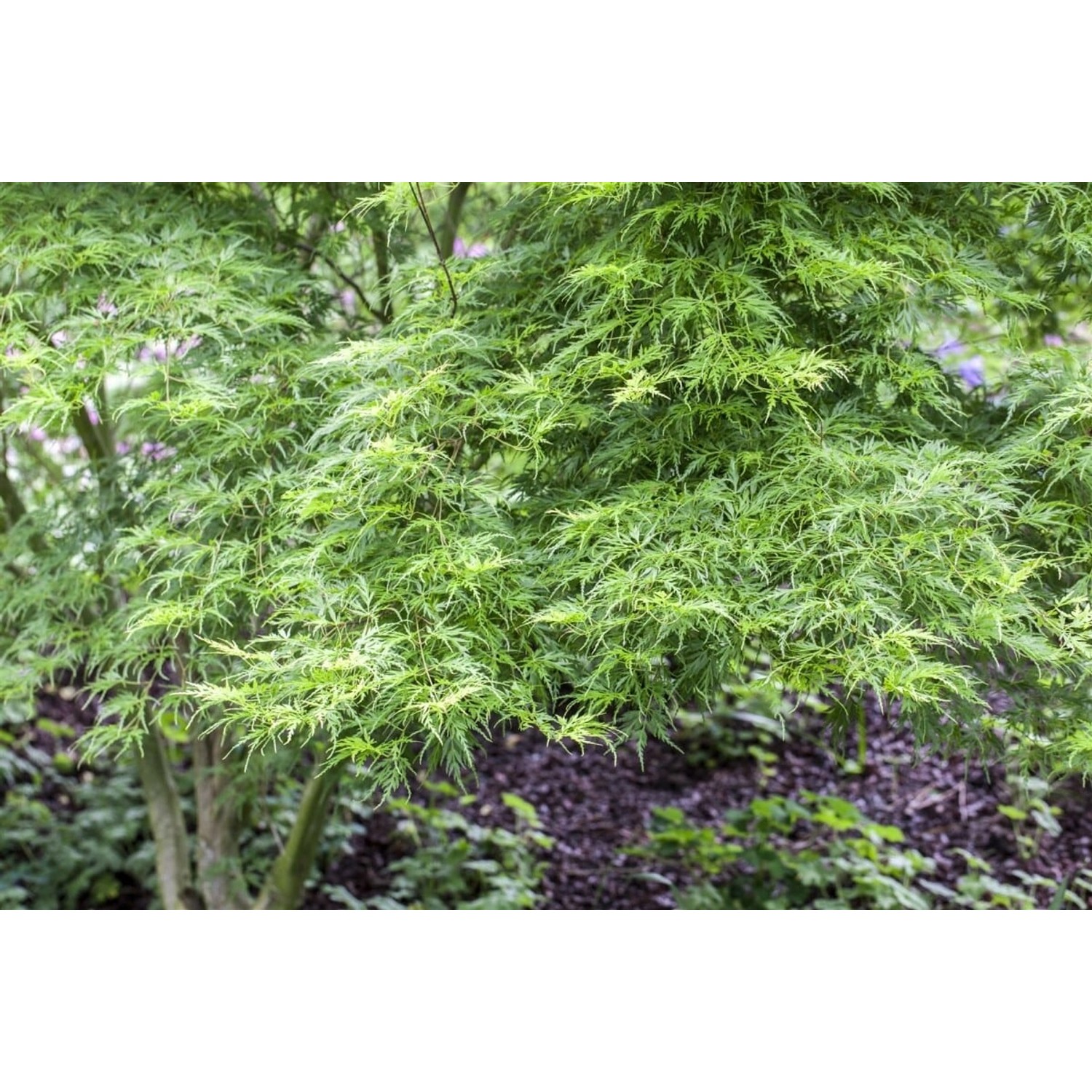 Acer Palmatum Seiryu Japanischer Ahorn Filigran 40–60 cm günstig online kaufen
