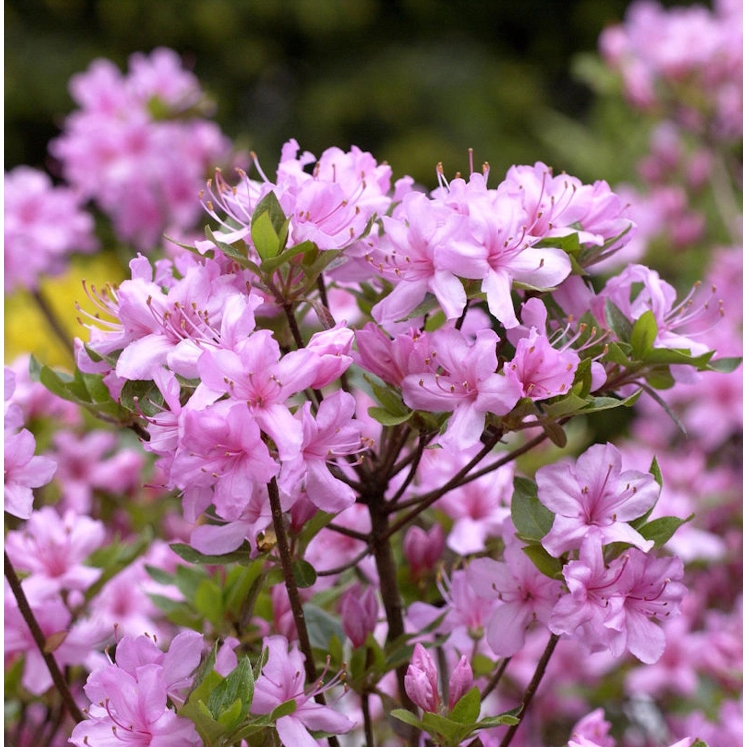 Kyushu-Azalee 30-40cm - Rhododendron kiusianum günstig online kaufen