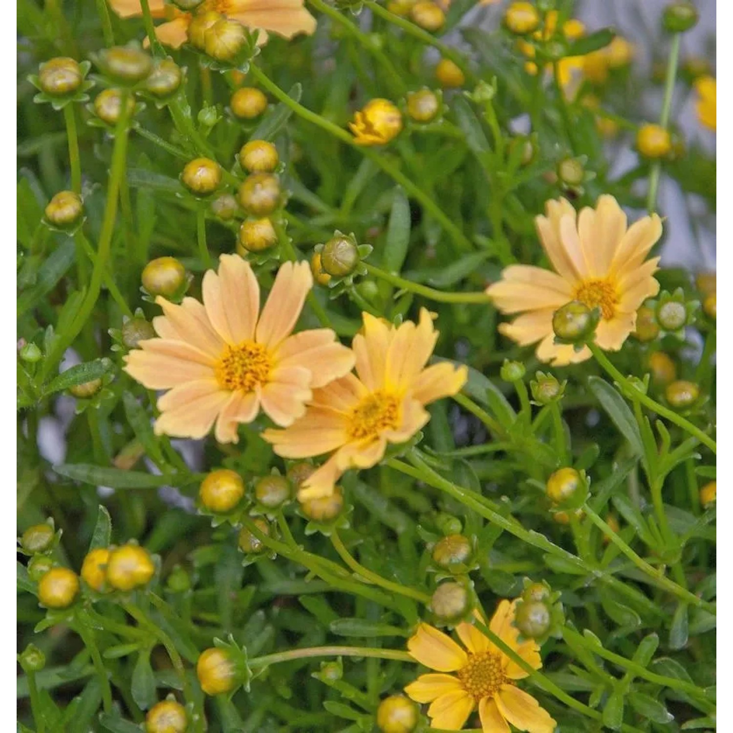 Mädchenauge Elfin Gold - Coreopsis auriculata