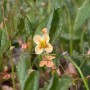 Orangefarbene Elfenblume 'Orangekönigin' im 9x9 cm Topf. Staude mit grünen Blättern und zarten Blüten.