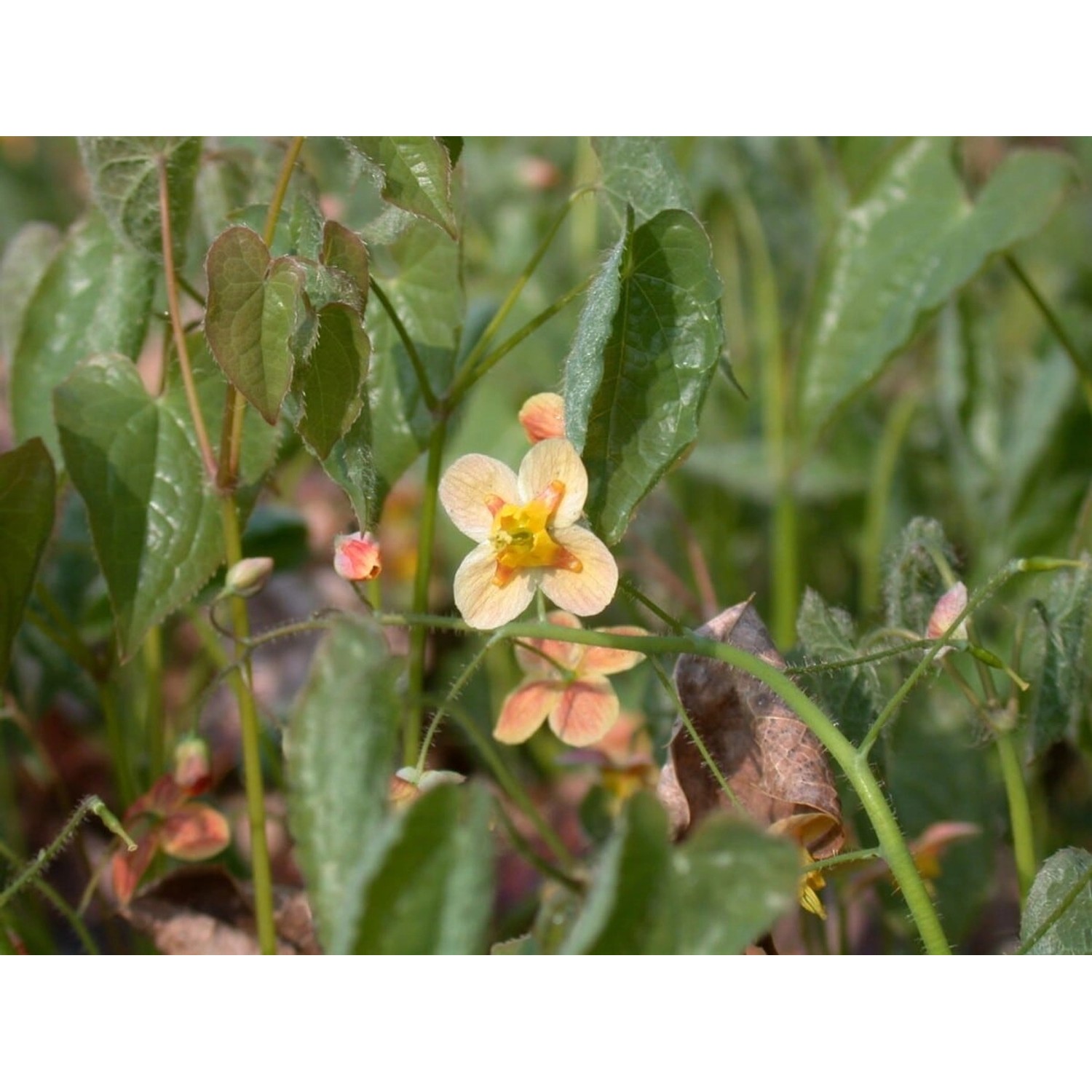 Epimedium X Warleyense Orangekönigin Elfenblume Ca. 9x9 cm Topf günstig online kaufen