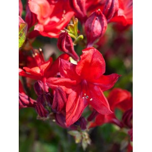 Nahaufnahme der orangeroten Blüte der sommergrünen Azalee Royal Command.