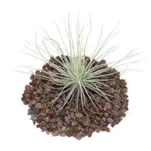 Tillandsia Magnusiana Exotenherz auf Lavasteinen, eine dekorative, lose Tillandsie.