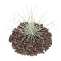 Tillandsia Magnusiana Exotenherz auf Lavasteinen, eine dekorative, lose Tillandsie.