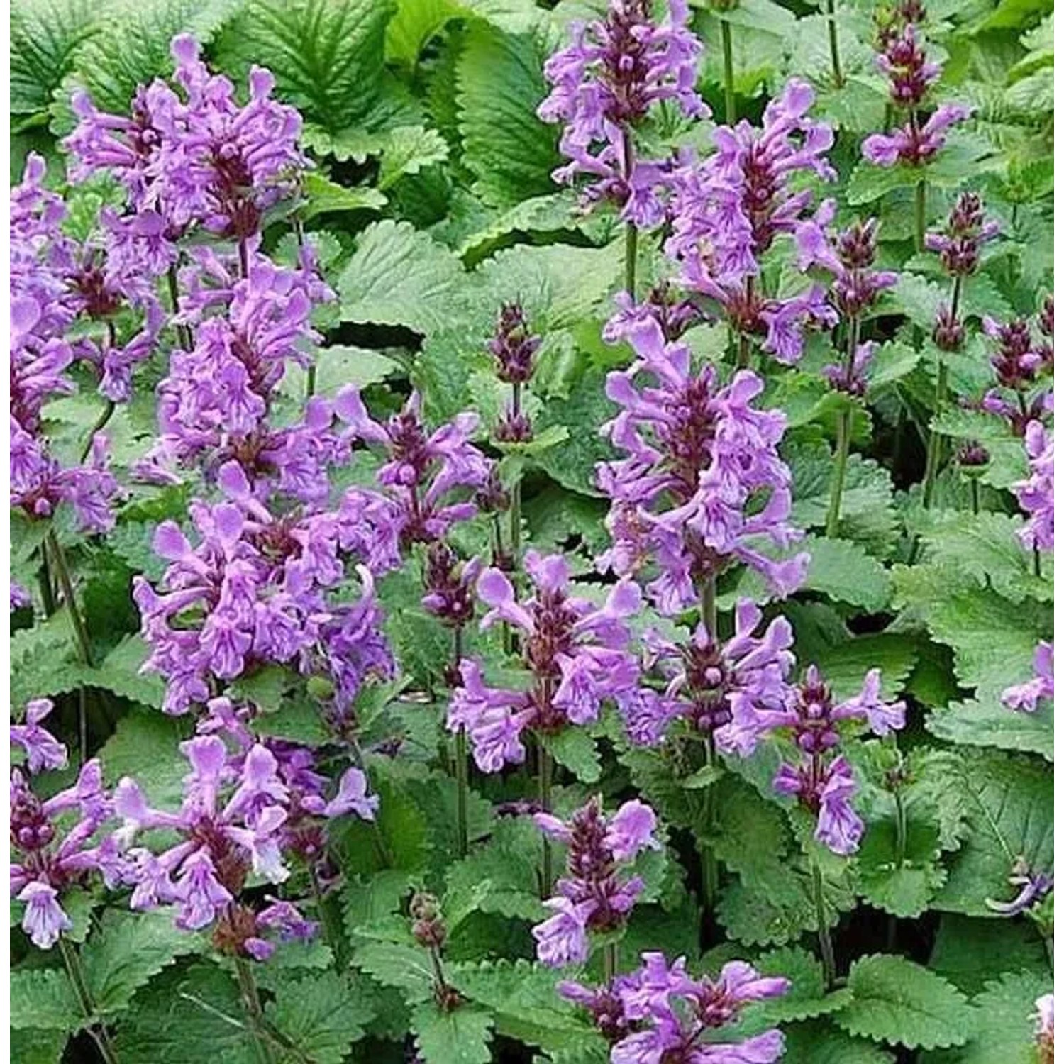 Großblumiger Ziest Superba - Betonica grandiflora