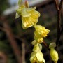 Nahaufnahme der hellgelben Blüten der Niedrigen Scheinhasel (Corylopsis pauciflora).