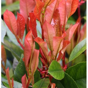 Nahaufnahme der Glanzmispel Red Robin (Photinia fraseri) mit roten und grünen Blättern.