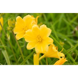 Hemerocallis X Cult Stella De Oro Taglilie Ca. 11x11 cm Topf
