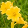 Hemerocallis X Cult Stella De Oro Taglilie Ca. 11x11 cm Topf_2