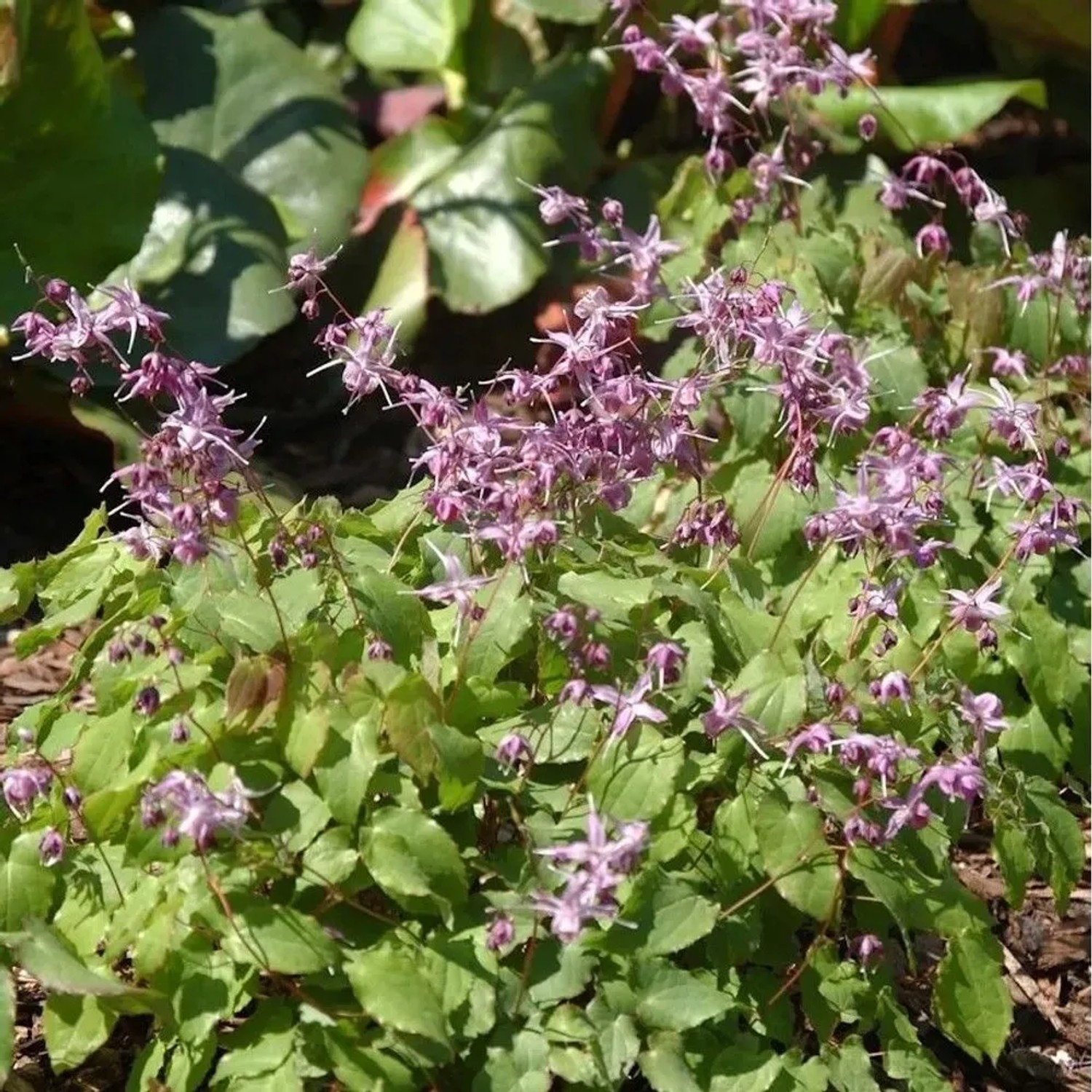 Elfenblume Sasaki - Epimedium cultorum