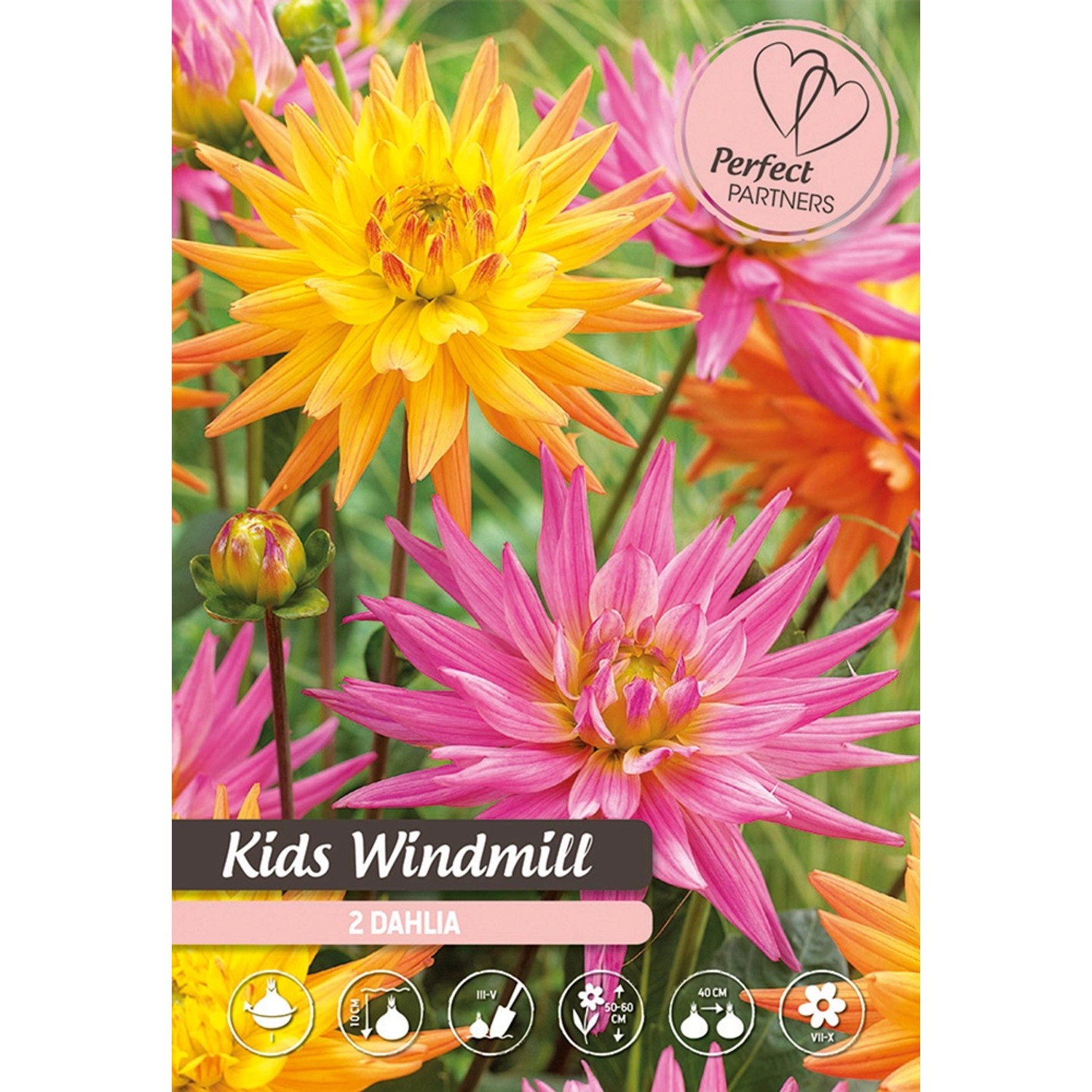 Dahlien Mischung Kids Windmill