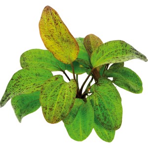 Dennerle Aquariumpflanze Echinodorus Ozelot XL mit grün-braun gefleckten Blättern.