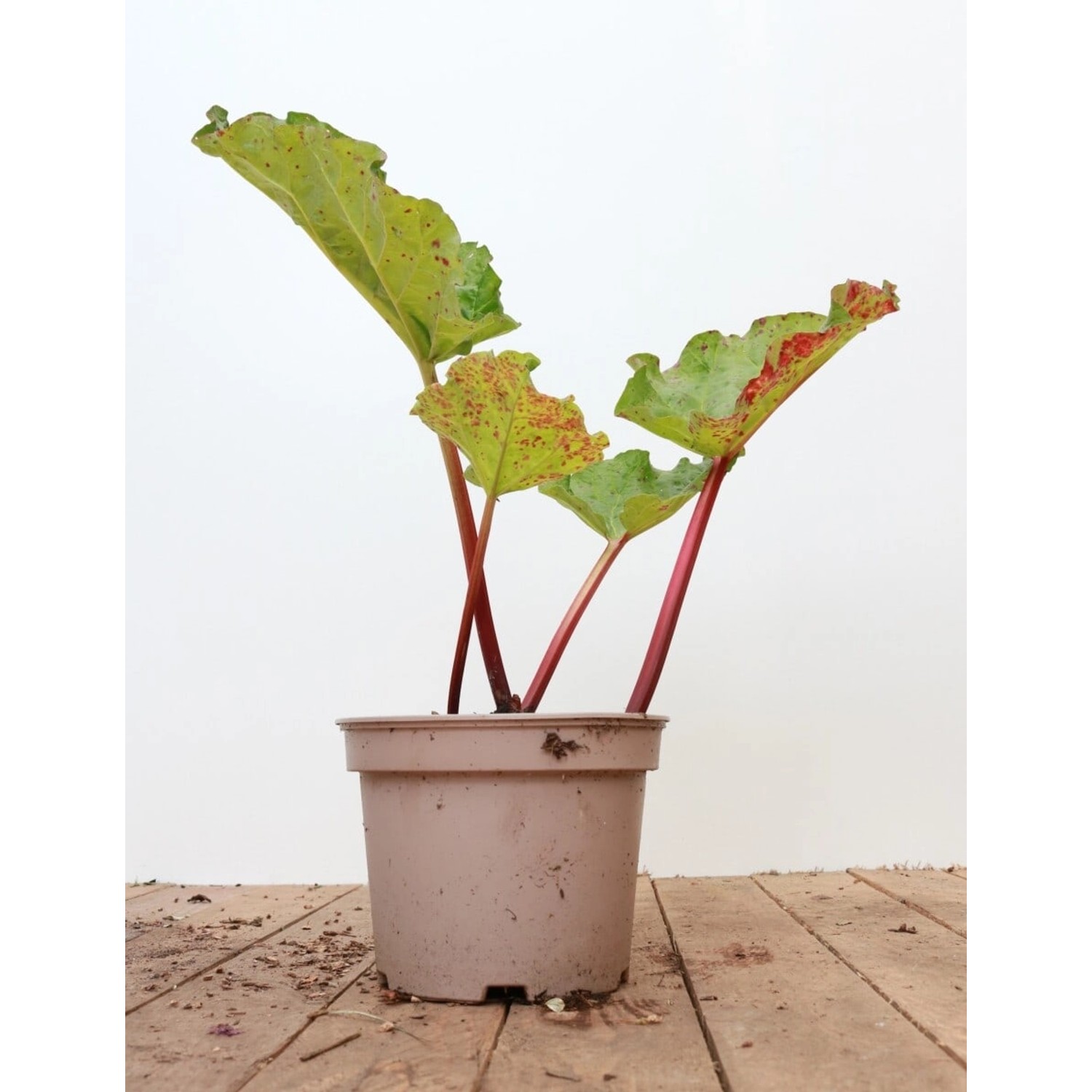 Rheum Rhabarbarum Rhabarber Red Champagne 2-3 Liter Container günstig online kaufen