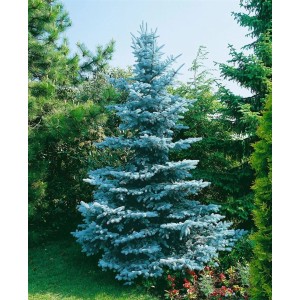 Blaufichte 'Oldenburg' (275-300 cm) im Garten: Blaue Nadeln, aufrechter Wuchs. Ideal als Hausbaum.