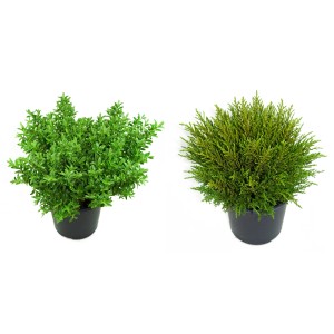 Sortierte Helix Strauchveronika (Hebe x andersonii), ca. 15 cm hoch, im Topf.