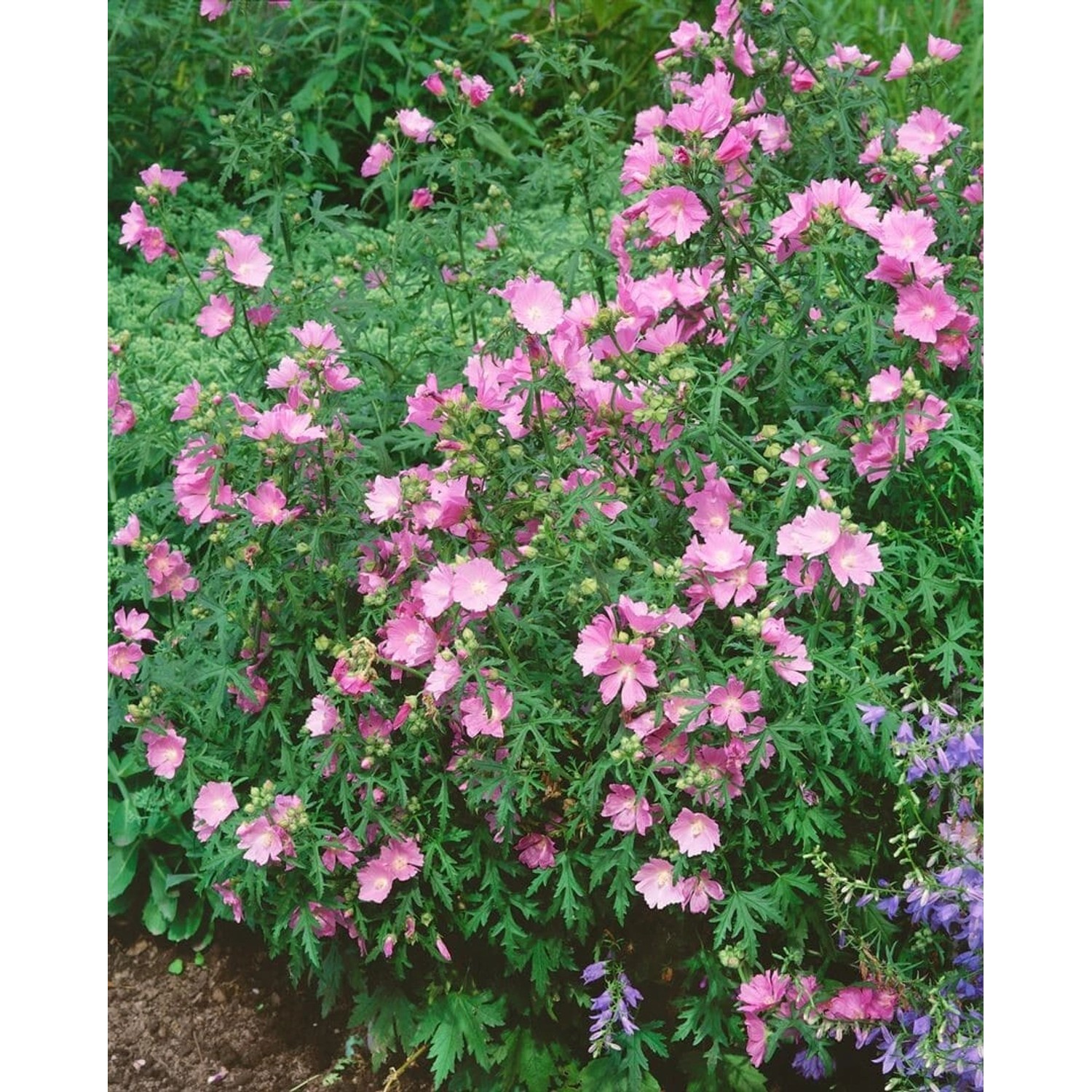Malva Alcea Fastigiata Rosenmalve Ca. 9x9 cm Topf günstig online kaufen