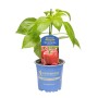 Kiepenkerl Paprika Benita® Rot im Topf, eine ertragreiche Blockpaprika Pflanze.