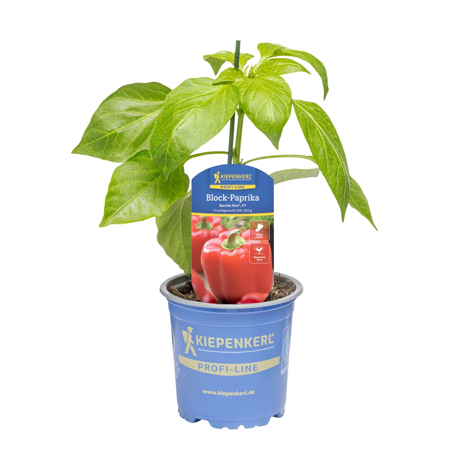 Kiepenkerl Paprika Benita® Rot im Topf, eine ertragreiche Blockpaprika Pflanze.