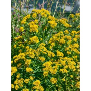 Goldgelbe Solidago 'Laurin' Goldrute im 9x9 cm Topf, blühende Staude für sonnige Standorte.