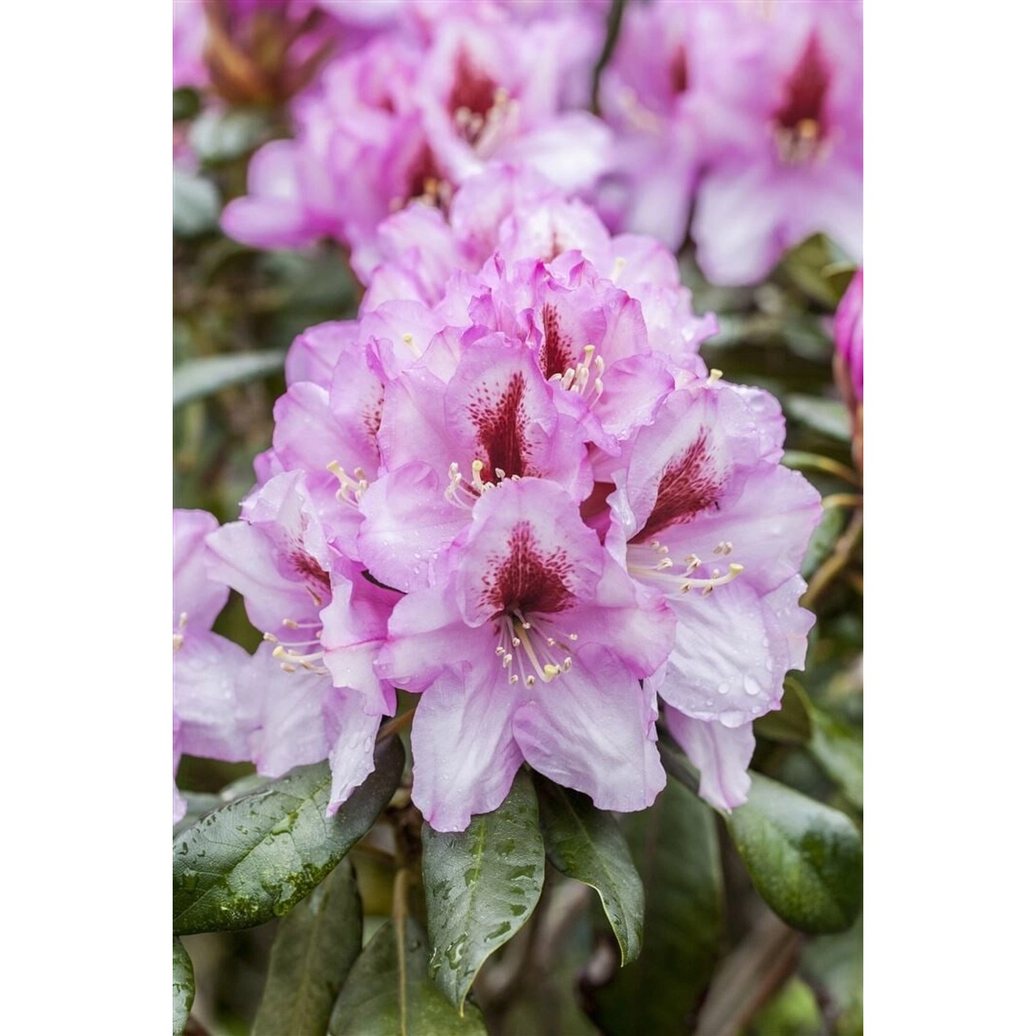 Rhododendron Hybr. Diadem Rhododendron Rosa Blüten 40–50 cm günstig online kaufen