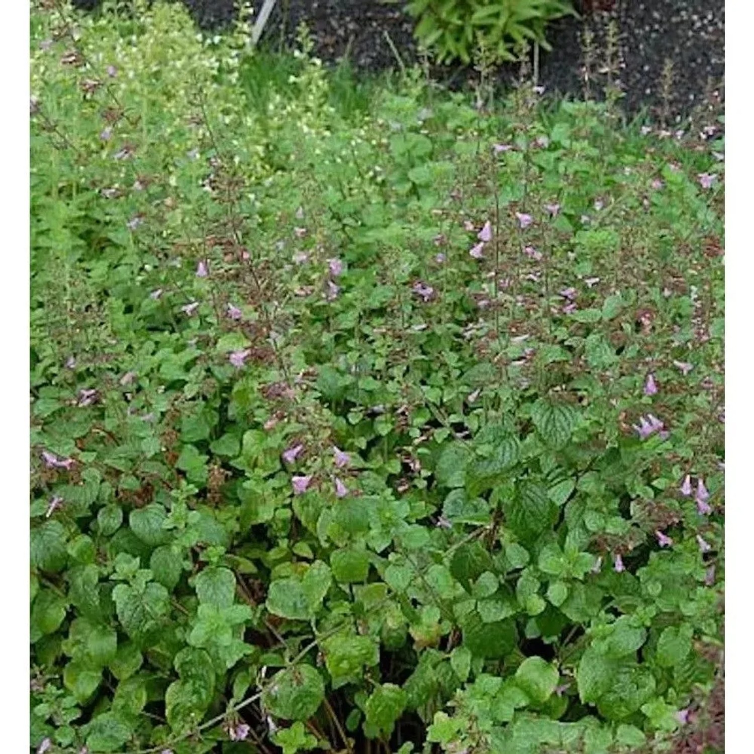 Wald Bergminze Menthe - Calamintha sylvatica